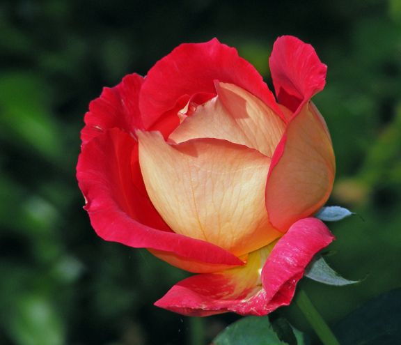 Trump Card photo tc2013_08020035_zps25b4fbfb.jpg